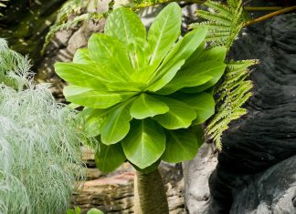 The joy of growing extinct plants